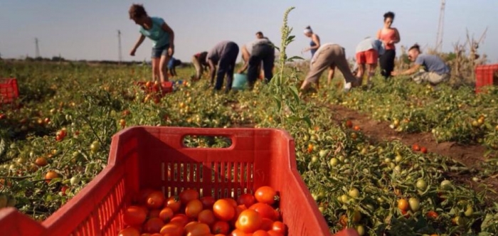 Bando per la “Prevenzione e contrasto del lavoro irregolare e dello sfruttamento nel settore agricolo”